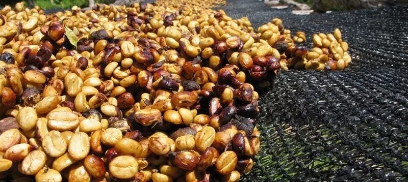 5 phương pháp chế biến cà phê nhân hiệu quả nhất