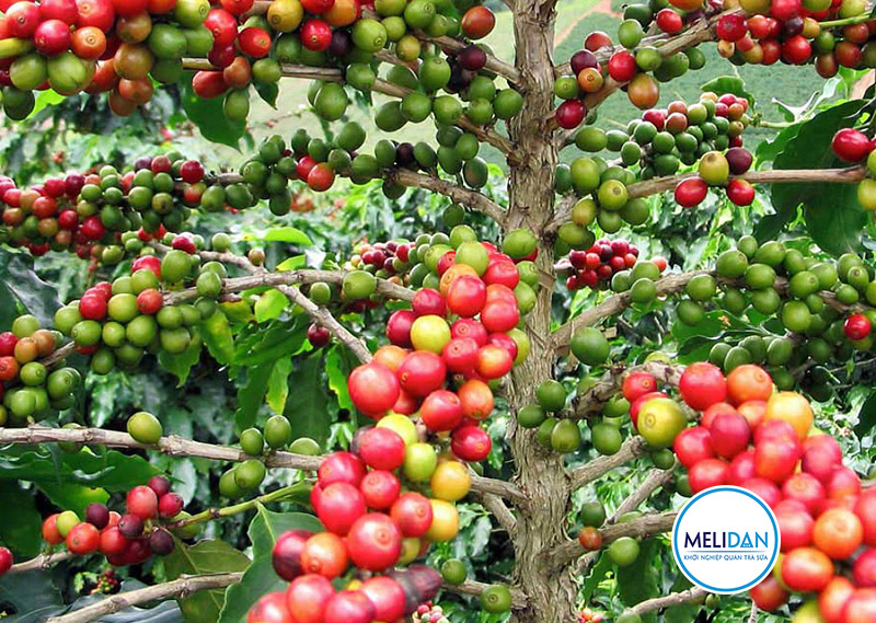 cây-cà-phê-arabica