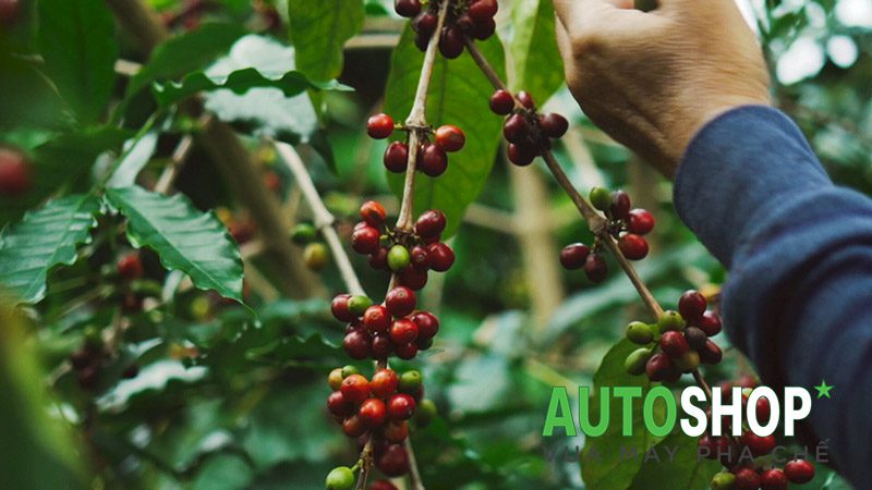 Tất tần tật về cà phê Kona