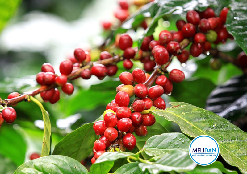 cây-cà-phê-robusta